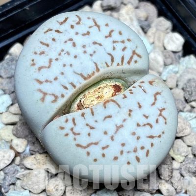 LOT82 20 SEEDS Dinteranthus vanzylii 2024 year