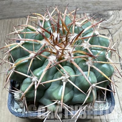 LOT1041 20 SEEDS/20 СЕМЕНА  Discocactus aff. rapirhizus MH756 , 2025