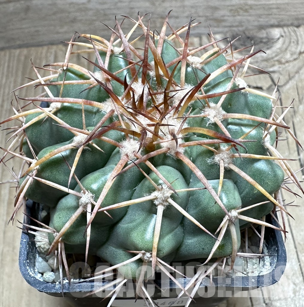 LOT1041 20 SEEDS/20 СЕМЕНА Discocactus aff. rapirhizus MH756 , 2025