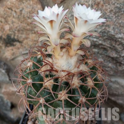 LOT1036 10 SEEDS/10 СЕМЕНА  Discocactus aff.bahiensis MH 722, 2025
