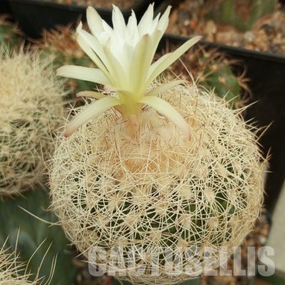 LOT1029 20 SEEDS/20 СЕМЕНА  Discocactus araneispinus HU 440, 2025