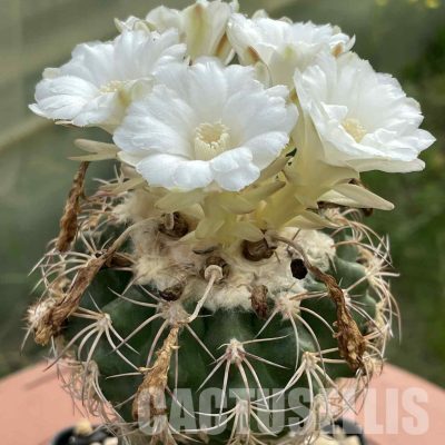 LOT1027 20 SEEDS/20 СЕМЕНА  Discocactus bahiensis v.gracilis MH 637, 2025