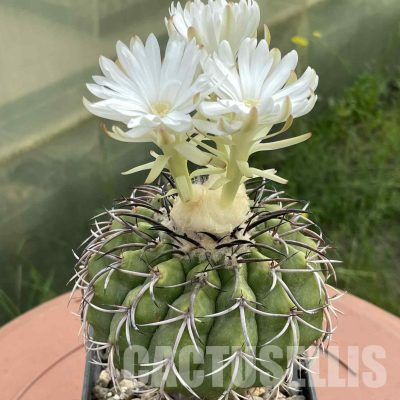 LOT1039 20 SEEDS/20 СЕМЕНА  Discocactus crystallophilus HU 582 , 2025