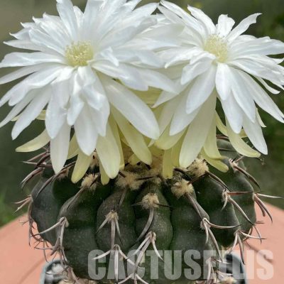 LOT1040 20 SEEDS/20 СЕМЕНА  Discocactus crystallophilus HU 580 , 2025