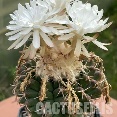 LOT1038 20 SEEDS/20 СЕМЕНА  Discocactus hartmanii ssp.magnimammus MH 850, 2025