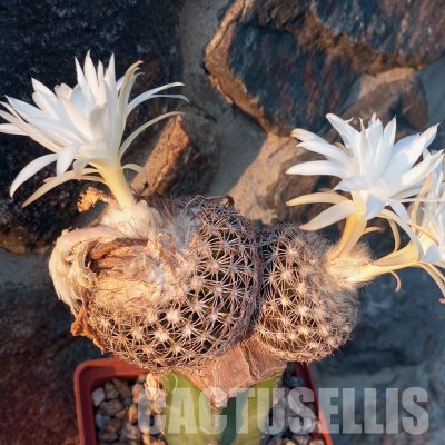 LOT1043 20 SEEDS/20 СЕМЕНА  Discocactus horstii x araneispinus , 2025