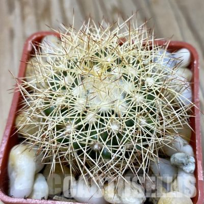 LOT1028 20 SEEDS/20 СЕМЕНА  Discocactus horstiorum MH 738, 2025