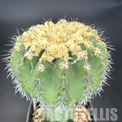 LOT1056 10 SEEDS/10 СЕМЕНА   Discocactus insignis HU 347 , 2025
