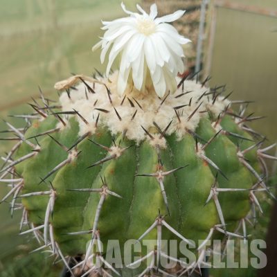 LOT1030 20 SEEDS/20 СЕМЕНА  Discocactus latispinus HU 146, 2025