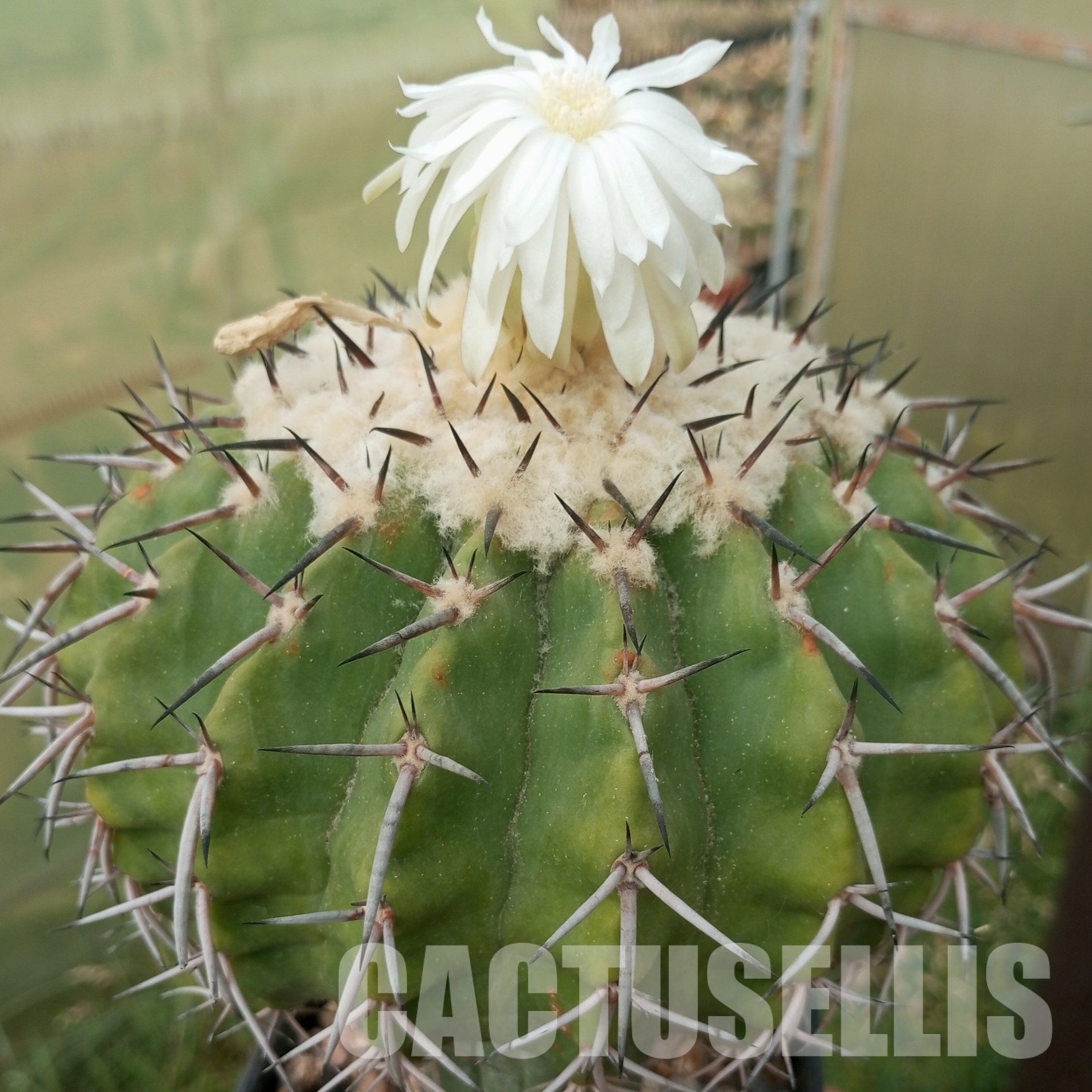 LOT1030 20 SEEDS/20 СЕМЕНА Discocactus latispinus HU 146, 2025