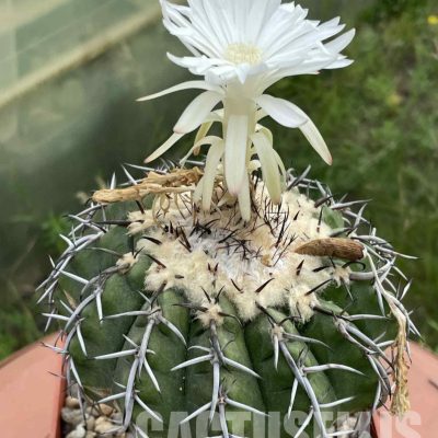 LOT1031 20 SEEDS/20 СЕМЕНА  Discocactus latispinus HU 639, 2025