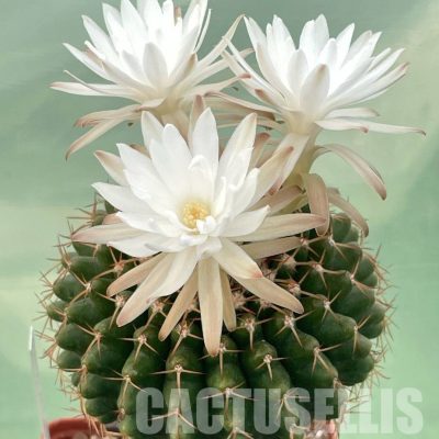 LOT1042 10 SEEDS/10 СЕМЕНА  Discocactus mamillosus MH 851 , 2025