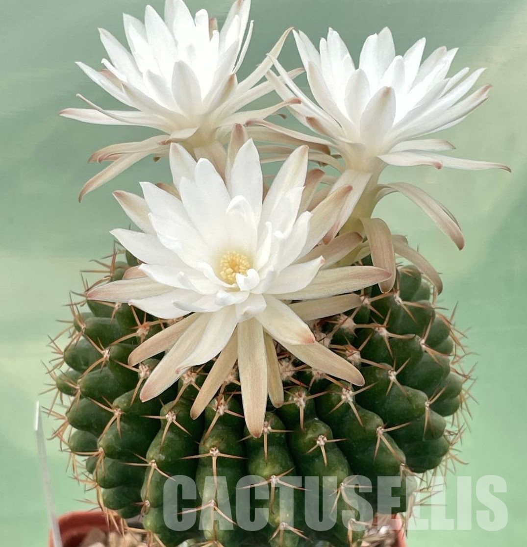LOT1042 10 SEEDS/10 СЕМЕНА Discocactus mamillosus MH 851 , 2025