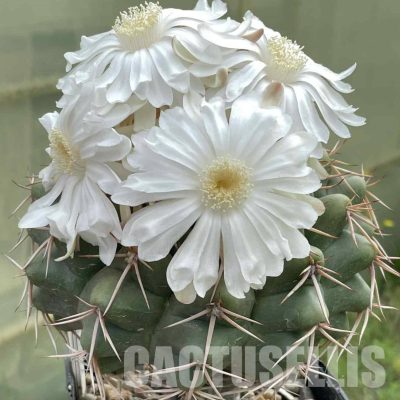 LOT1035 20 SEEDS/20 СЕМЕНА  Discocactus nigriseatosus HU 448, 2025