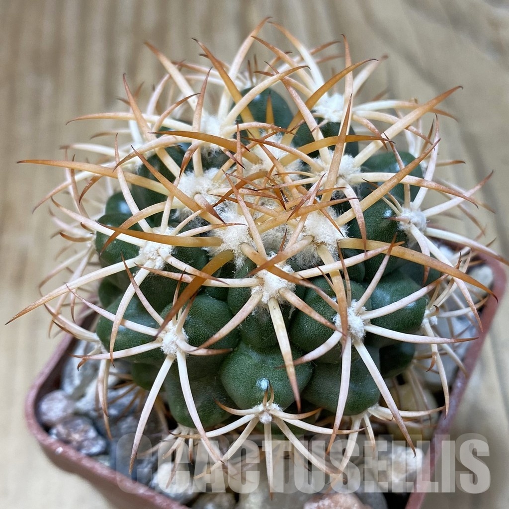 LOT1025 10 SEEDS/10 СЕМЕНА Discocactus petr-halferi MH725, 2025