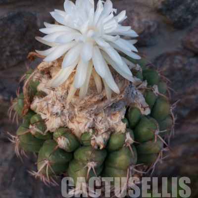 LOT1026 10 SEEDS/10 СЕМЕНА Discocactus pugionacanthus HU462, 2025
