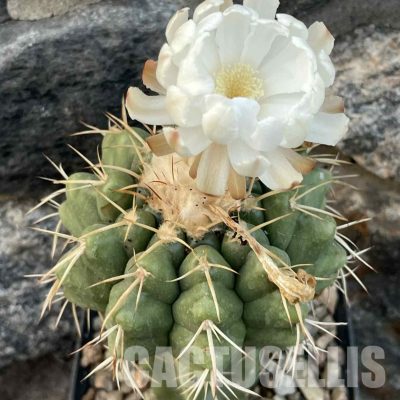 LOT1037 20 SEEDS/20 СЕМЕНА  Discocactus sp. MH 754, 2025