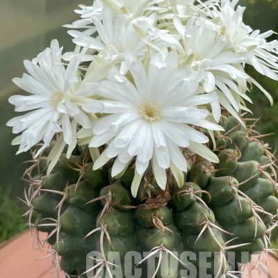 LOT1032 20 SEEDS/20 СЕМЕНА  Discocactus subviridigriseus HU 438, 2025