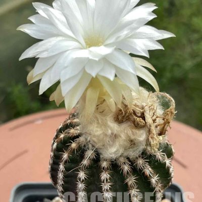 LOT1044 10 SEEDS/10 СЕМЕНА  Discocactus woutersianus x horstii F2 , 2025