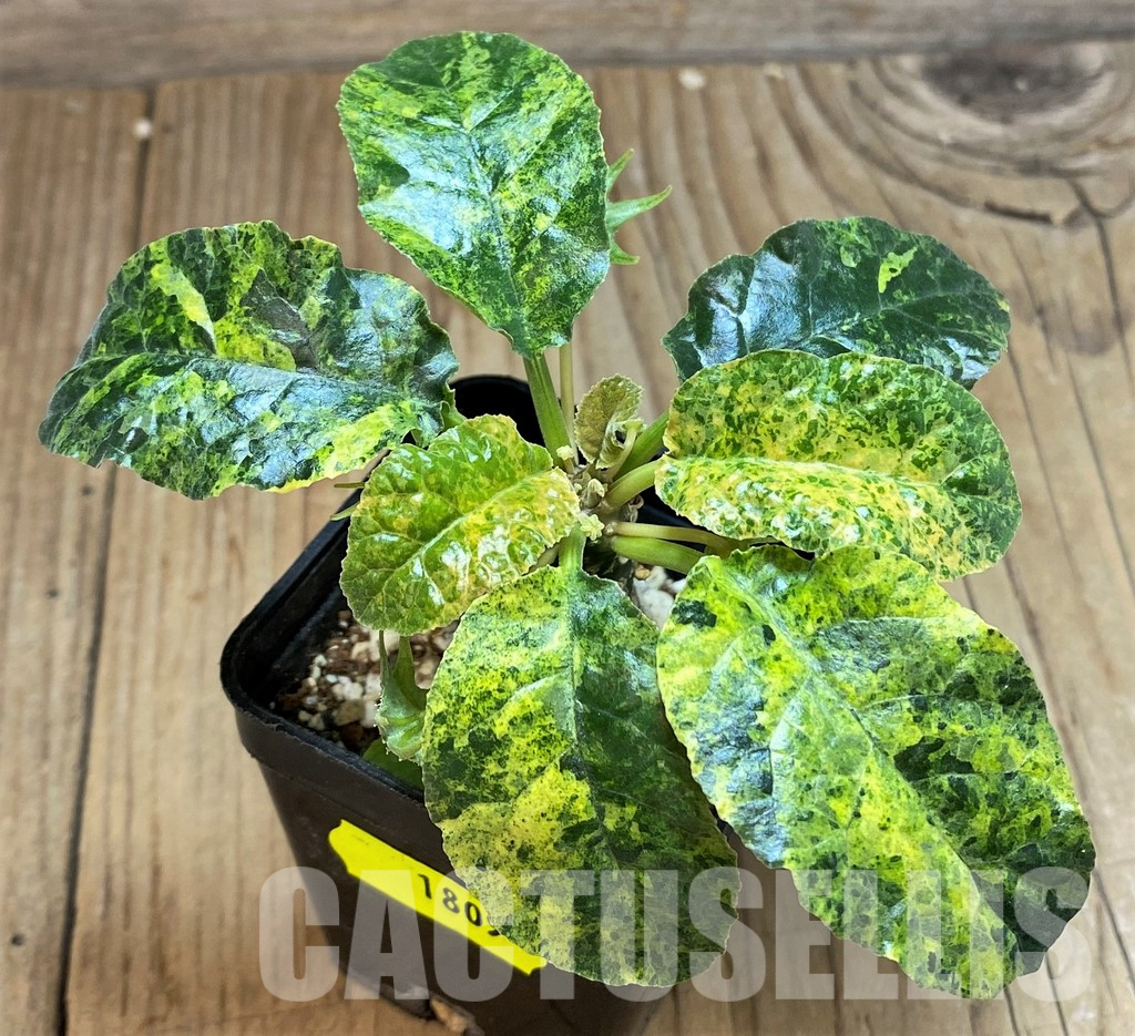 LOT243 20 SEEDS Dorstenia Foetida f. variegata 2024