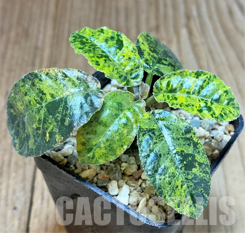 LOT500 20 SEEDS Dorstenia Foetida f. variegata 2023