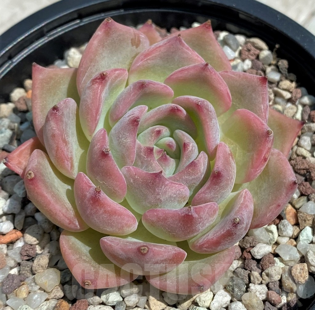 SH9210 Echeveria 'Keralean' - Image 2