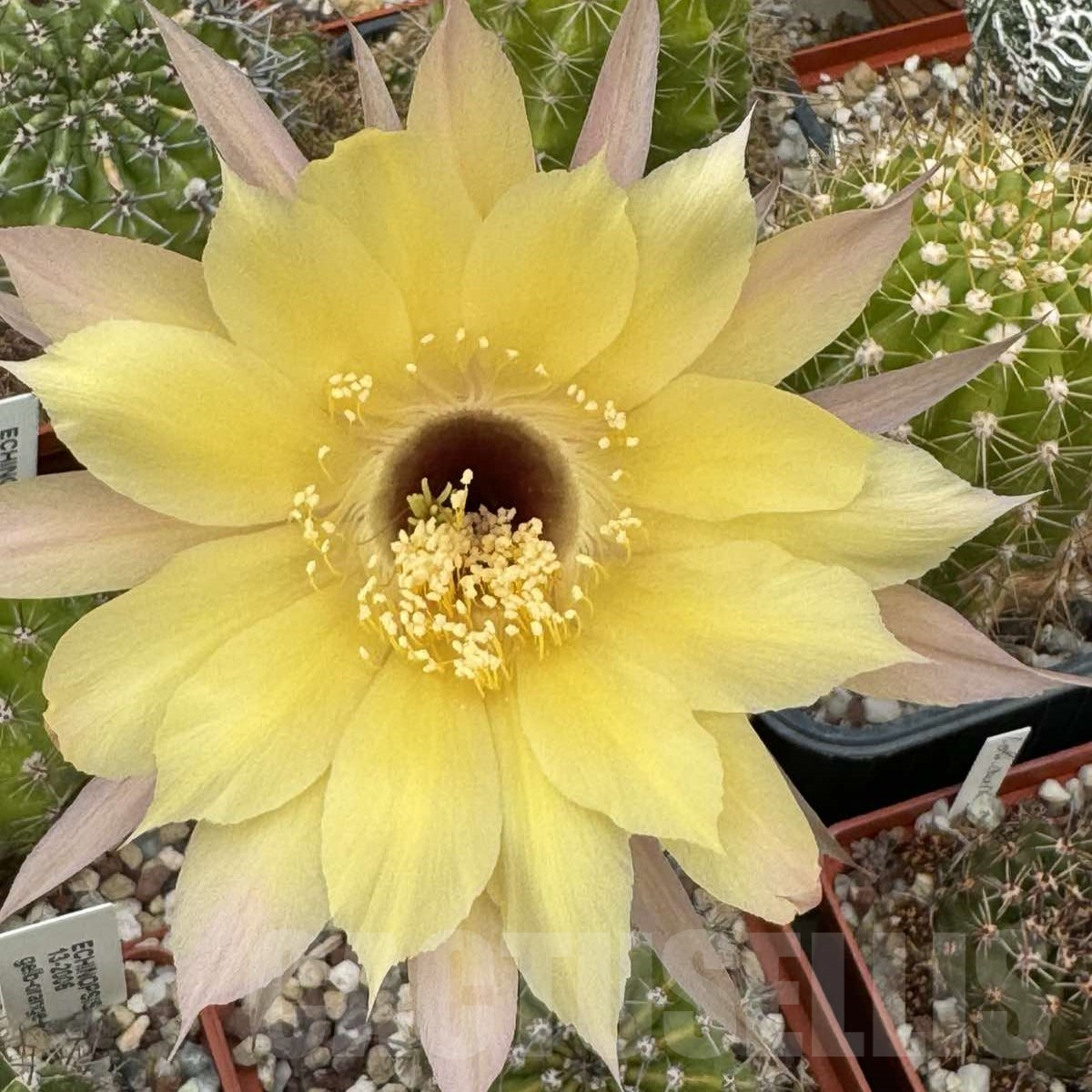 SH15572 Echinopsis 'Gold' hybrid