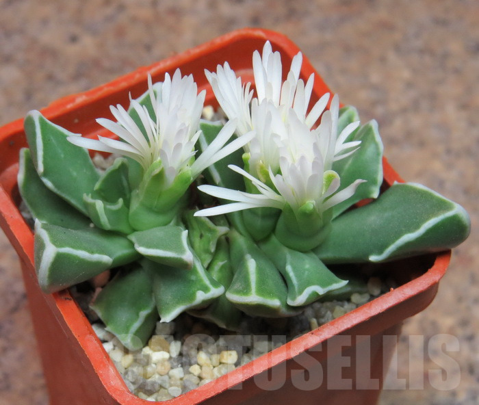 VVG6733 Faucaria boscheana -Duiwefontein-