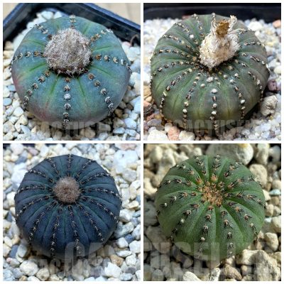 LOT893 20 SEEDS/20 СЕМЕНА Frailea asterioides mix 2026