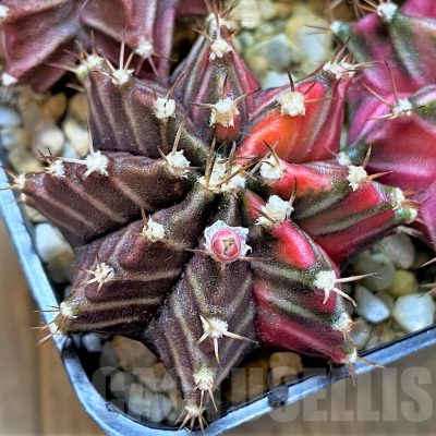 LOT835 20 SEEDS Gymnocalycium mihanovichii f. variegata NE47, 2024