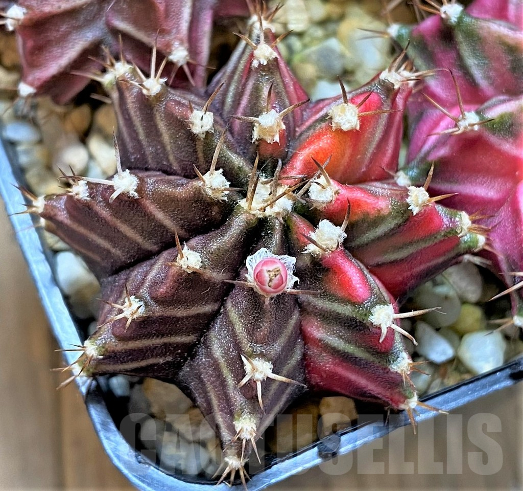 LOT835 20 SEEDS Gymnocalycium mihanovichii f. variegata NE47, 2024