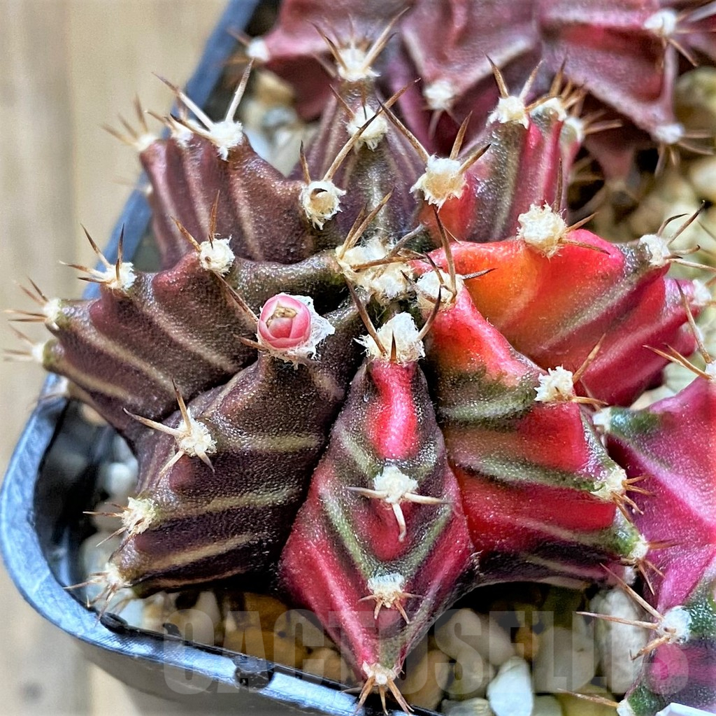 LOT835 20 SEEDS Gymnocalycium mihanovichii f. variegata NE47, 2024 - Image 2