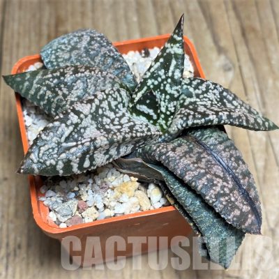 LOT715 20SEEDS Gasteria ellaphieae x ?