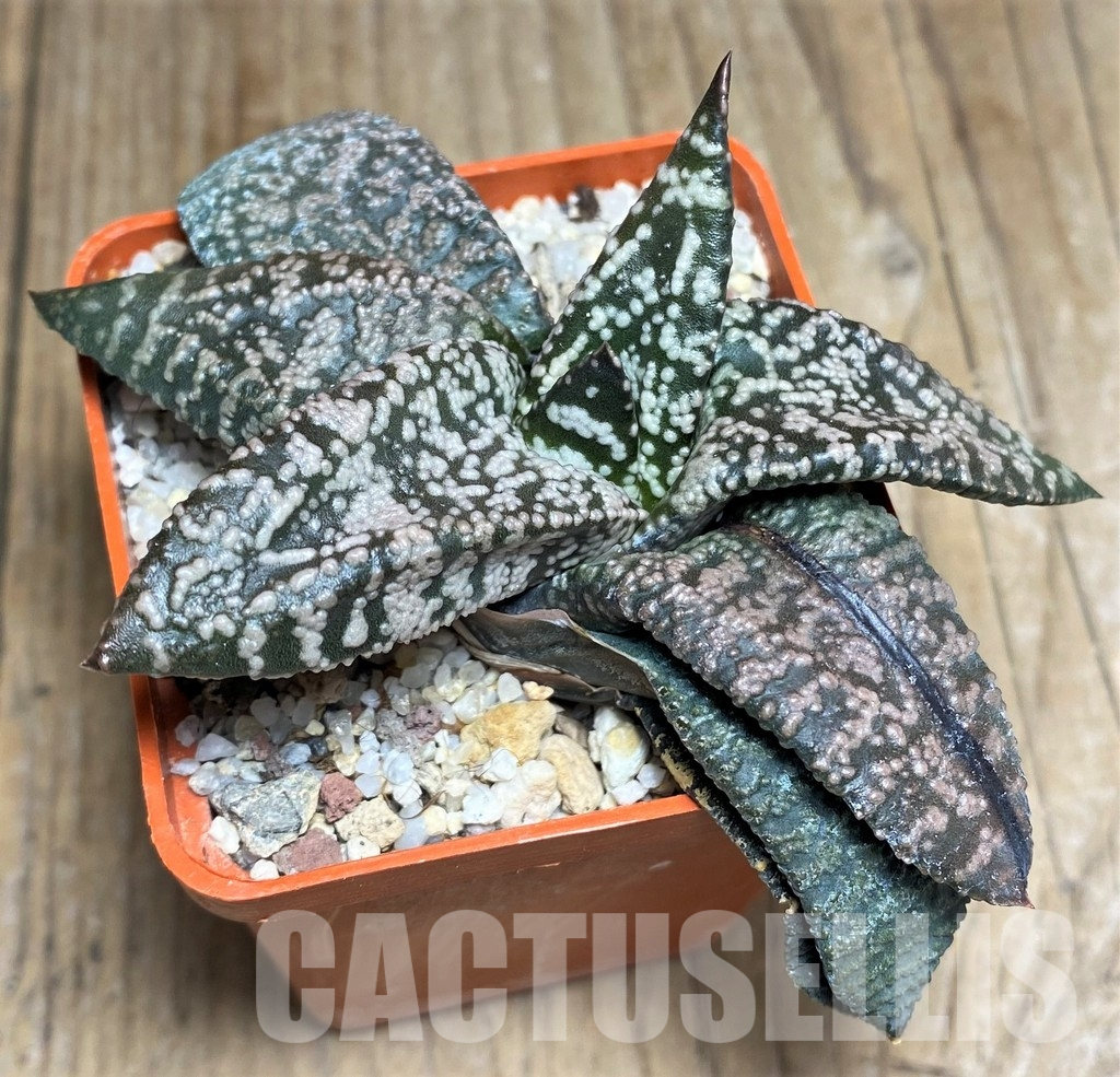 LOT715 20SEEDS Gasteria ellaphieae x ?