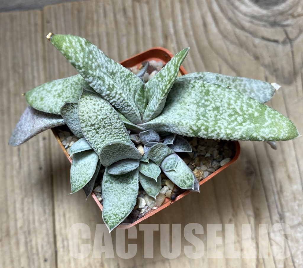 LOT715 10SEEDS Gasteria glauca x ?