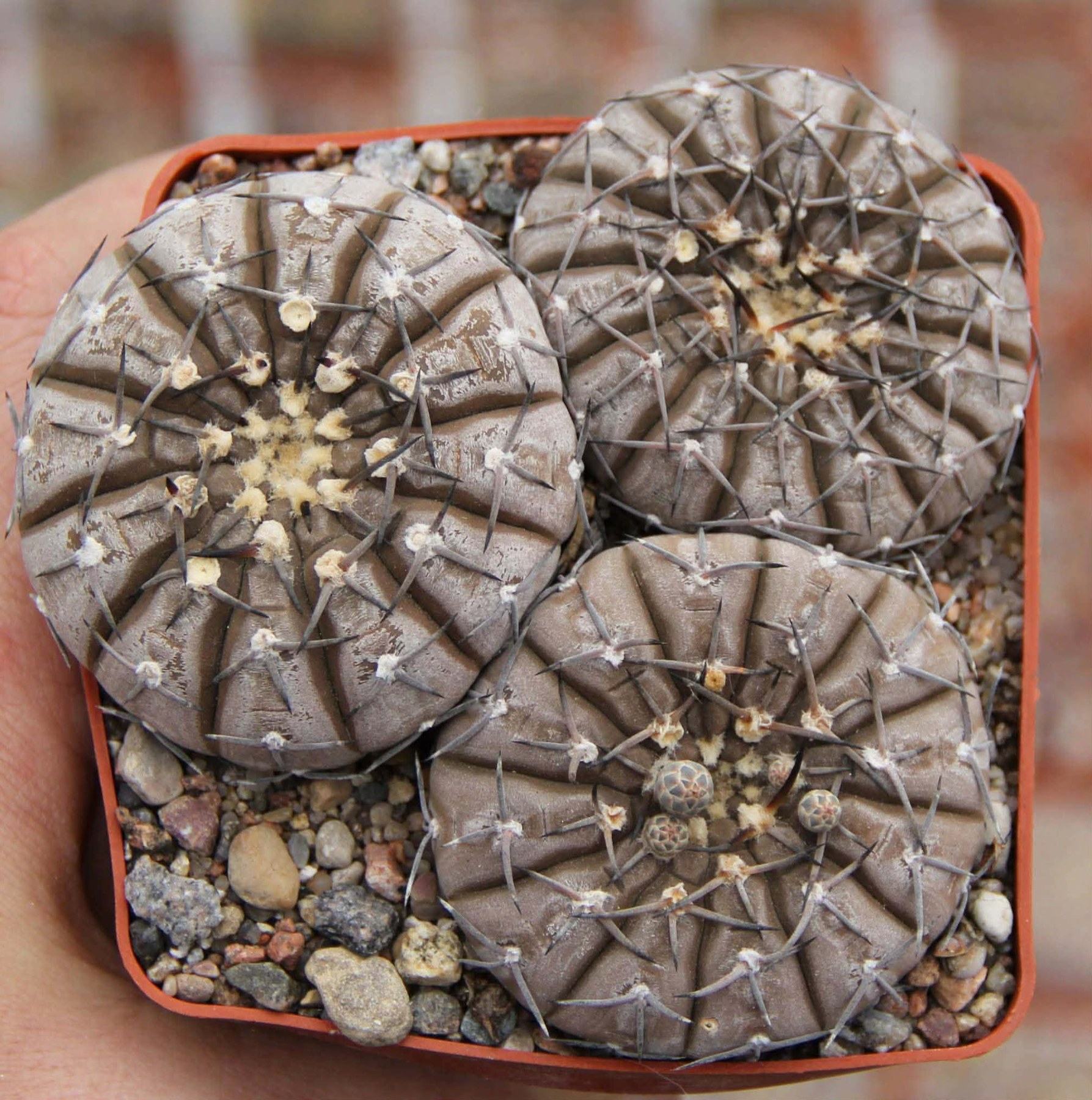 LOT41 20 SEEDS/20 СЕМЕНА Gymnocalycium asterium 2025 - Image 2