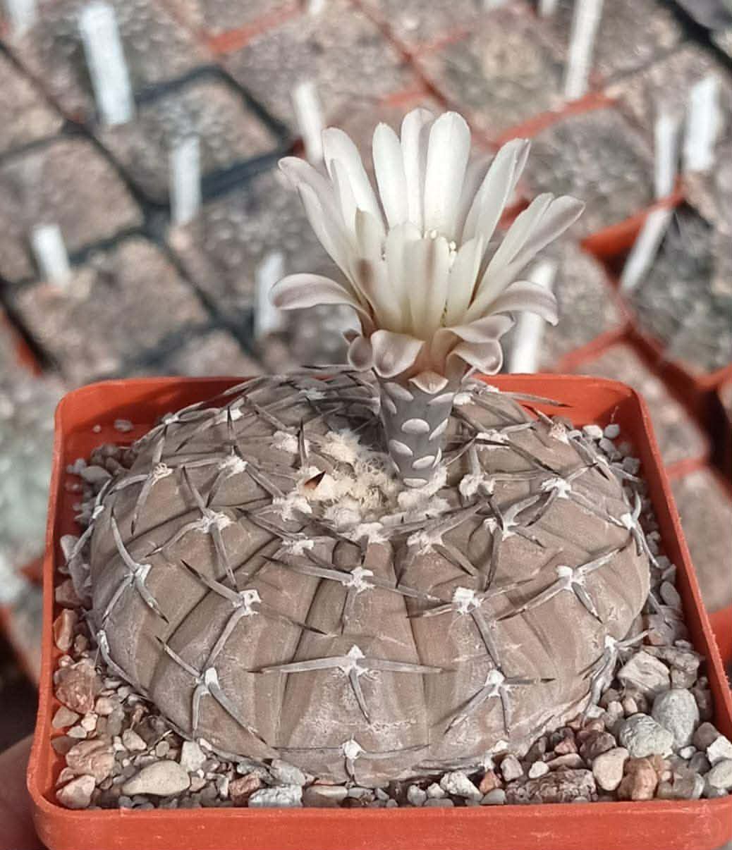 LOT41 20 SEEDS/20 СЕМЕНА Gymnocalycium asterium 2025 - Image 3