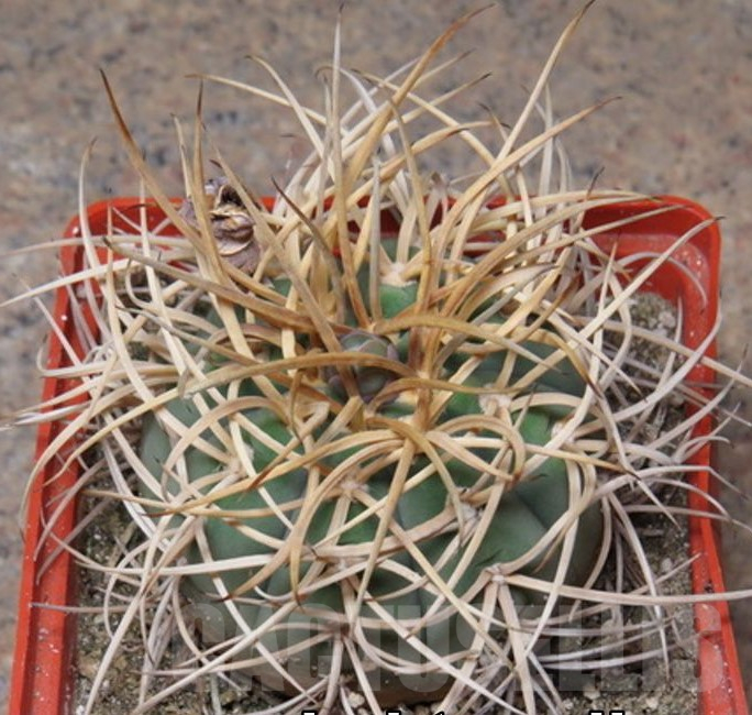 VVG17514 Gymnocalycium cardenasianum -Khores-