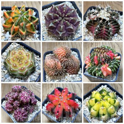 LOT887 20 seeds Gymnocalycium hybrid mix -Tailand- 2025