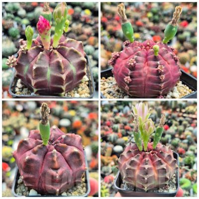 LOT934 20 SEEDS/20 СЕМЕНА  Gymnocalycium mihanovichii ‘Day Dream’ harvest  2026