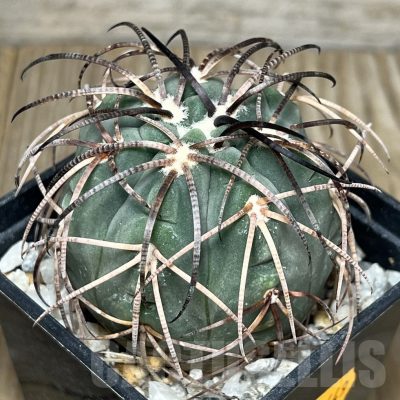 LOT438 10 SEEDS Gymnocalycium spegazinii LF 58, 2024 year