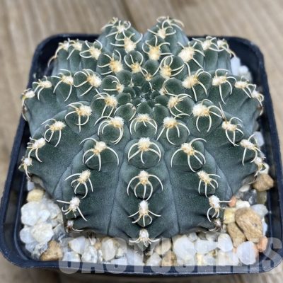 VVG33326 Gymnocalycium stellatum v. kleinianum SH1847 2 plants seedling
