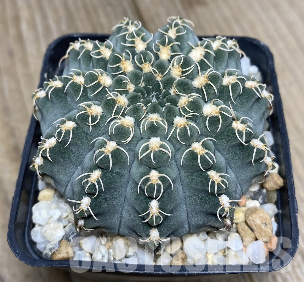 VVG33326 Gymnocalycium stellatum v. kleinianum SH1847 2 plants seedling