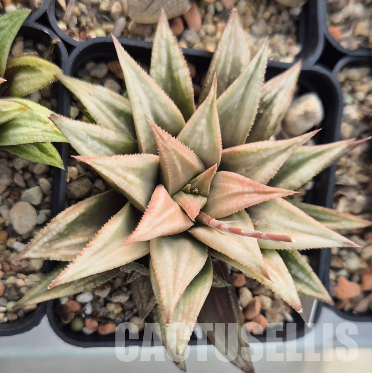 VVG31526 Haworthia 'Anna Rosa' x 'Metarika' - Image 2