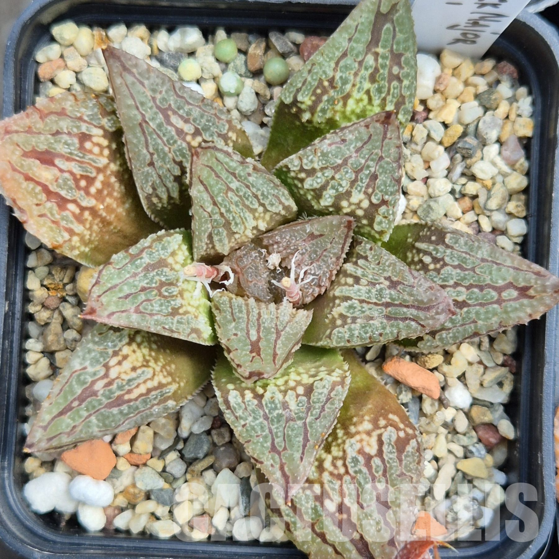 VVG32262 Haworthia 'Black Mayor' x 'Yulia' clon1 cutting - Image 3