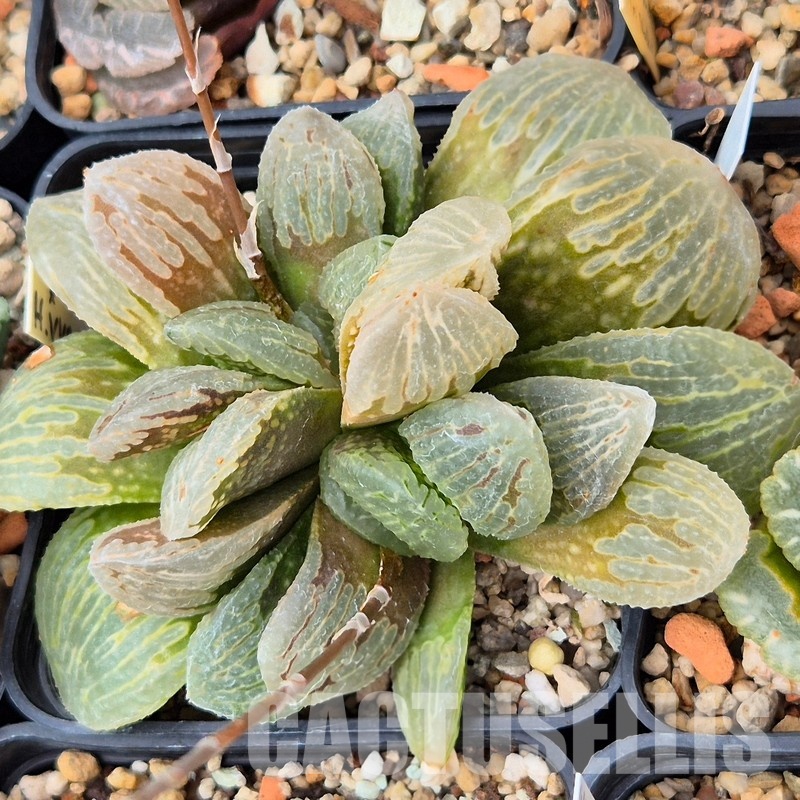 VVG32249 Haworthia VVG3 x VVG2 cutting - Image 3