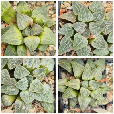 VVGLOT983 10 SEEDS Haworthia comptoniana x pygmaea f. crystallina F2 mix 2025 year