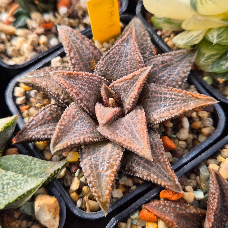 VVG27977 Haworthia koelmaniorum MTH-1 cutting - Image 3