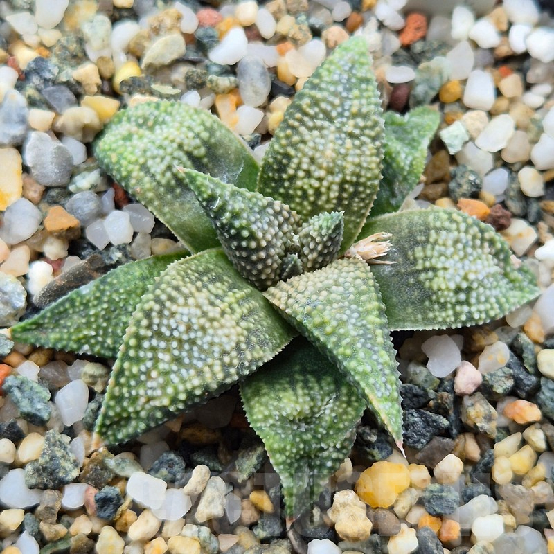 VVG25529 Haworthia koelmaniorum × picta 'Bee Hype'