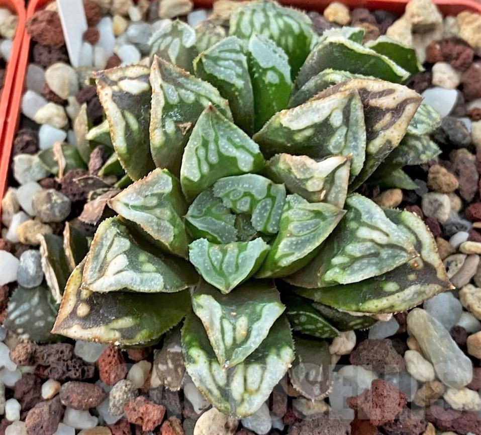 SHPR42557 Haworthia mutica hybrid
